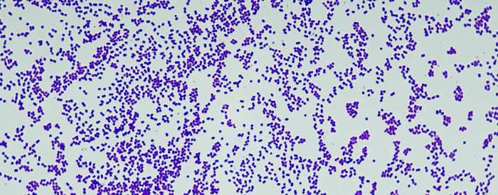 Gram positive bacteria crossword clue