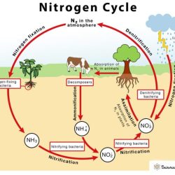 Diagrama del ciclo del nitrógeno