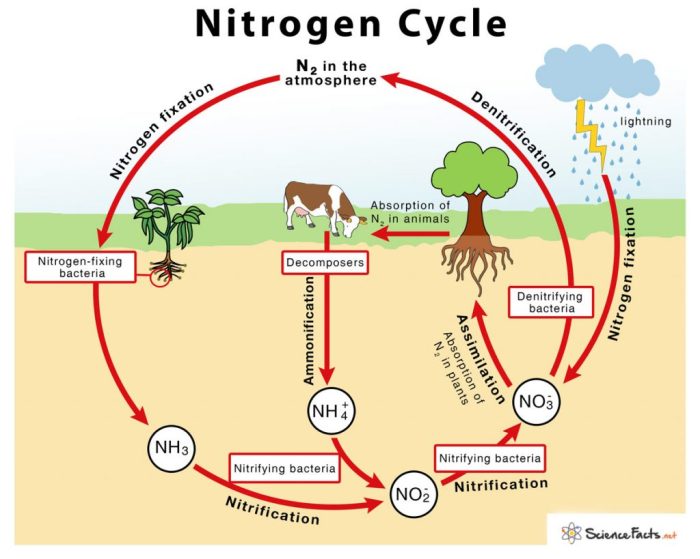 Diagrama del ciclo del nitrógeno