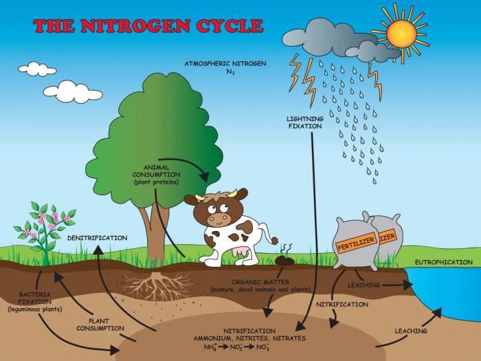 Diagrama del ciclo del nitrógeno