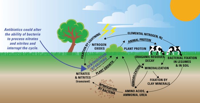 Cycle nitrogen biogeochemical diagram ecology carbon google biology science environmental steps earth search nutrient definition process ap vocabulary fertility form