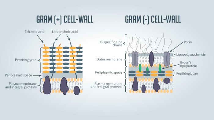 Gram bacteria positive negative stain staining examples