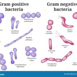 Gram positive bacteria infections bacterial shown