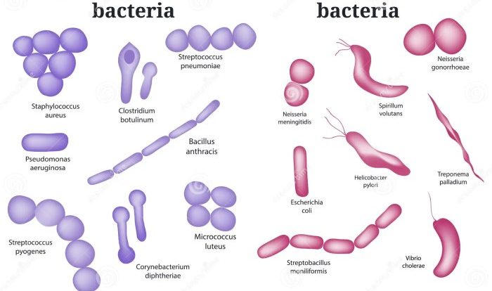 Gram positive bacteria infections bacterial shown