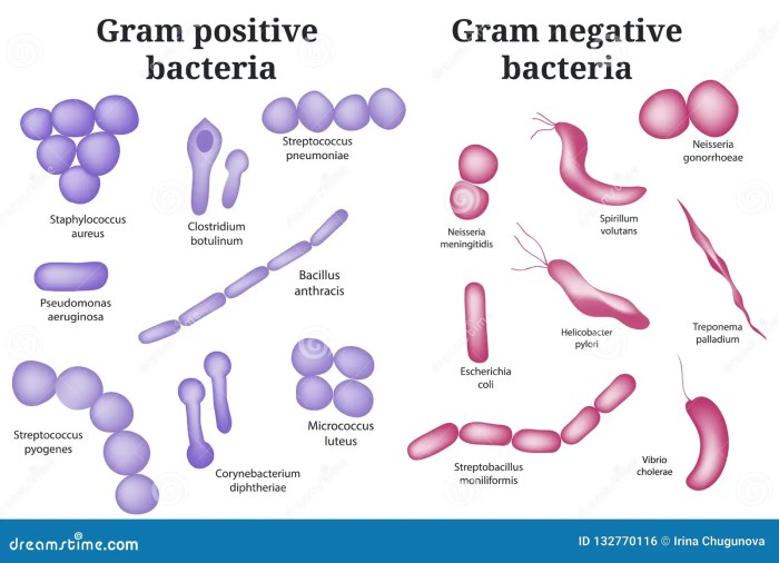 Gram positive bacteria infections bacterial shown