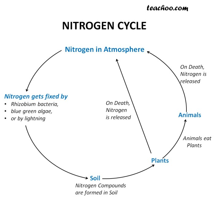 Nitrogen cycle soil organic growth steps plants diagram process crop vegetable farming nigeria farm explanation most