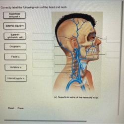 Veins csf meninges ventricles sinuses lateral