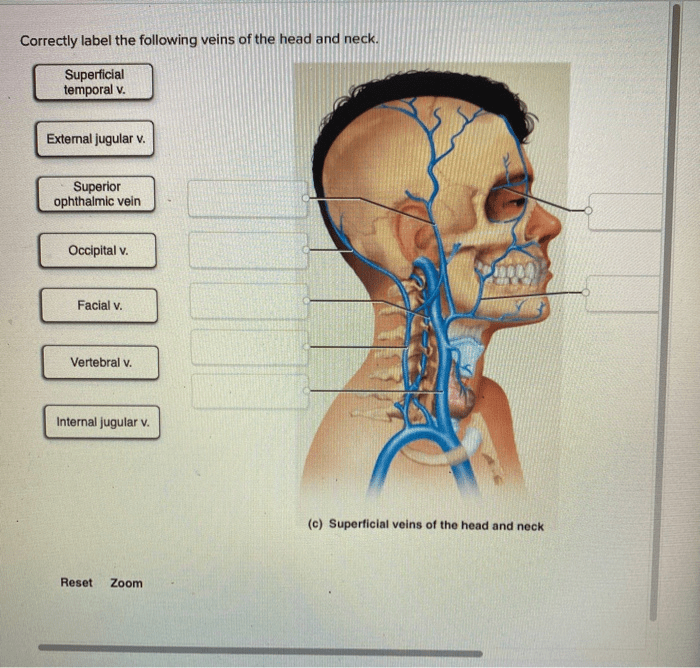 Veins csf meninges ventricles sinuses lateral