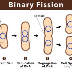 Which type of bacterial reproduction is depicted in the diagram