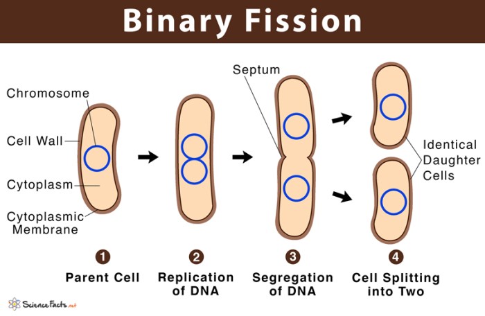 Which type of bacterial reproduction is depicted in the diagram