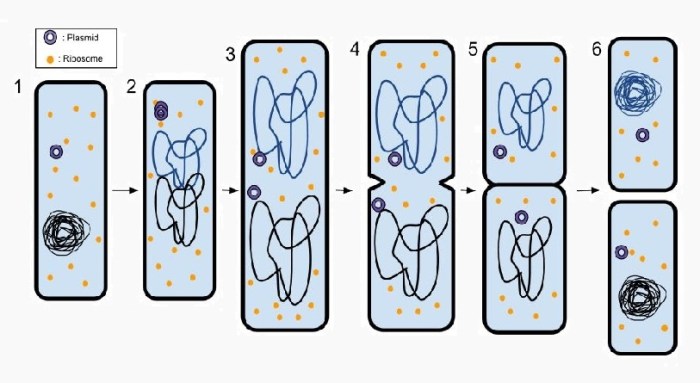 Which type of bacterial reproduction is depicted in the diagram