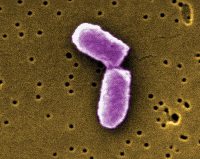 Binary reproduction cell fission vocab genetics chapt