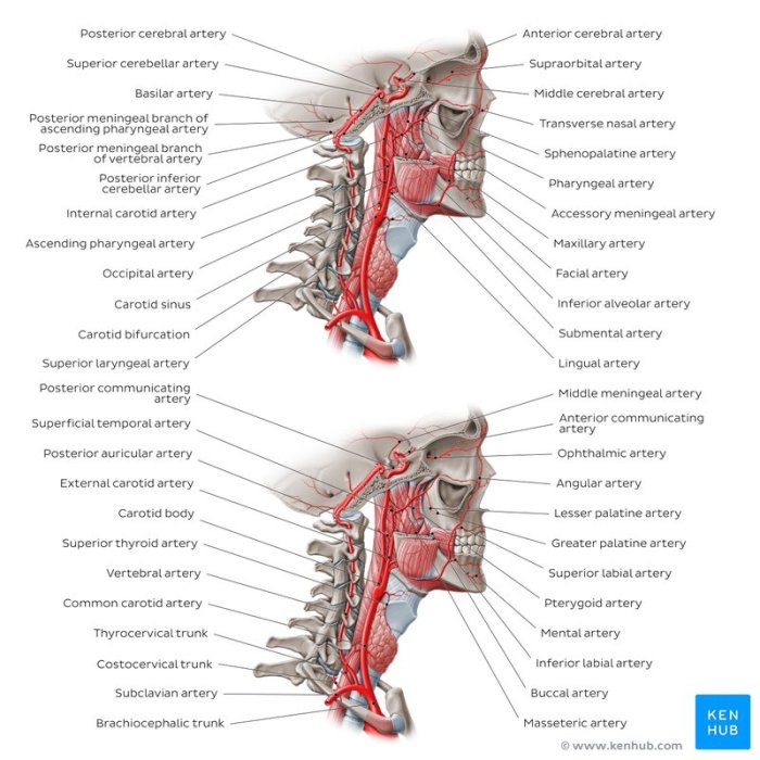 Correctly label the following arteries of the head and neck