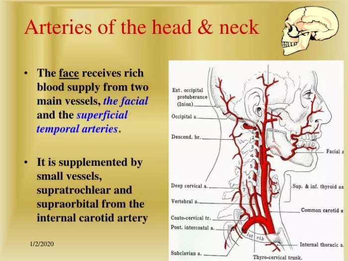 Correctly label the following arteries of the head and neck