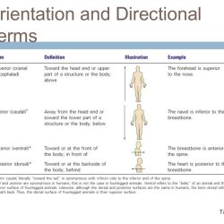 Chapter 1 the human body an orientation answer key