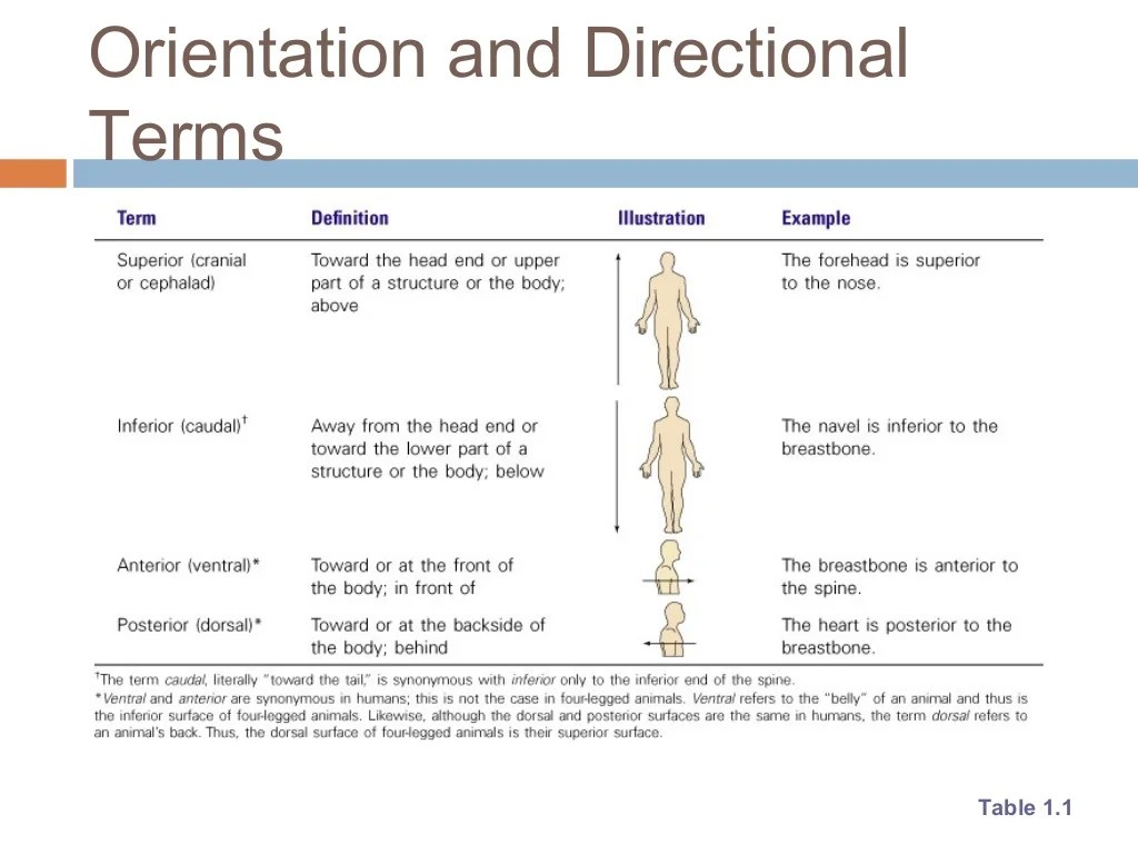 Chapter 1 the human body an orientation answer key