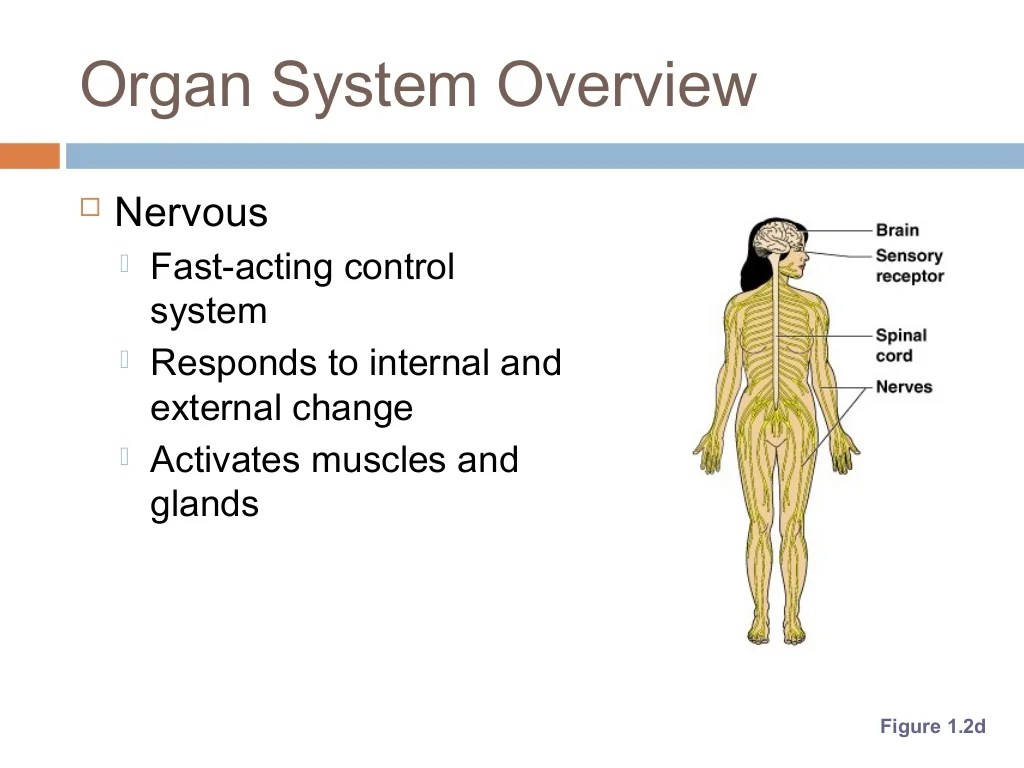 Chapter 1 the human body an orientation answer key