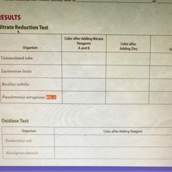 Pseudomonas aeruginosa nitrate reduction test