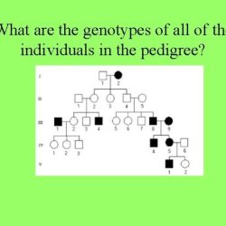 Pedigree huntington hemophilia traits studying