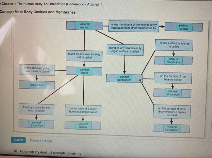 Chapter 1 the human body an orientation answer key