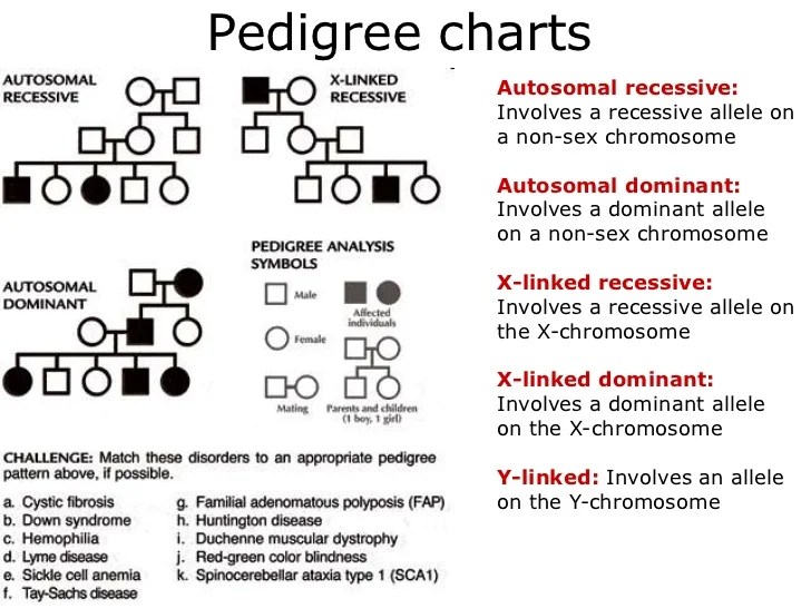 Pedigree worksheet 3 hemophilia the royal disease answer key